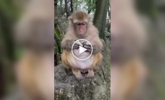 Мужчина дал обезьянке попробовать деликатес: она не оценила такого подарка