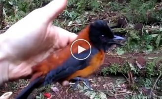 Hooded pitoh - the first scientifically confirmed poisonous bird