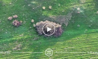 An occupier smoked in the bushes after being hit by a drone