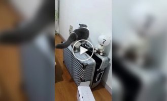 Кошки, которые сами себя загнали в ловушку