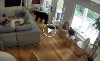 A formidable Spitz chased away a bear