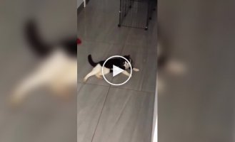 Как меняется звук у котов, когда они видят человека