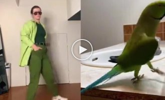 Дівчина майстерно повторила танок папуга