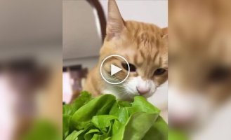 Cat chews salad