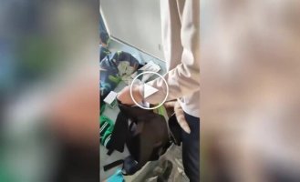 “I’m with you!”: a cat jumps into a schoolboy’s backpack