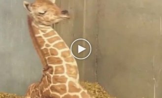 Little giraffe who hasn't learned to sleep with his neck yet