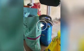 Кот залез в пачку с кормом