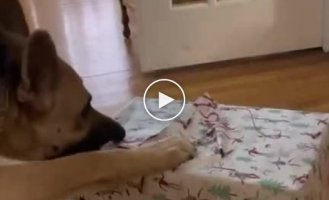Funny reaction of a dog to a New Year's gift
