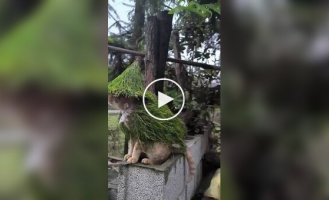 Лісовий друїд