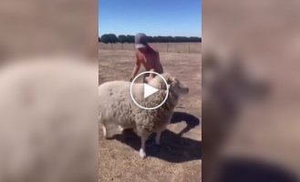 Man learns the hard way why you shouldn't try to ride a sheep