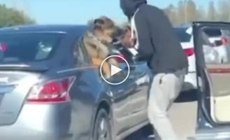 In the US, a man got out of his car to show his puppy to a dog from a nearby car.