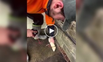 Любимое животное электриков