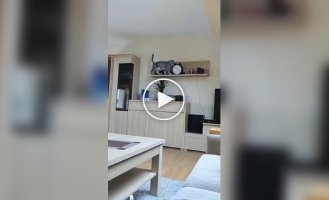 Коты - разрушители