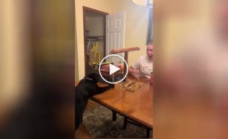 Outplayed and destroyed: the cat beat its owner without straining