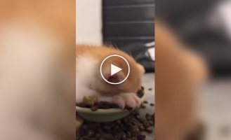 Котенок с головой погрузился в миску с кормом