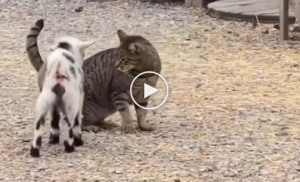 Козленок начал бодать кота, а тот подумал, что его гладят