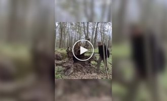 Хлопець облаштував житло в дереві, що впало.