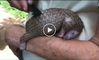 Pangolin loves to get his back scratched