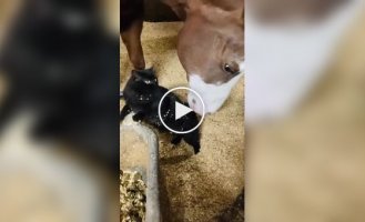 Кінь робить масаж коту