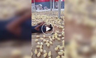 Как собрать вокруг себя армию цыплят