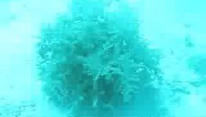 Удивительное подводное растение