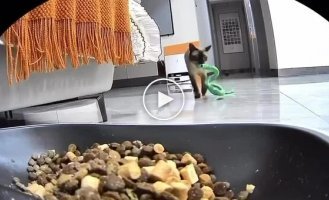 Кошка пыталась накормить игрушечную змею