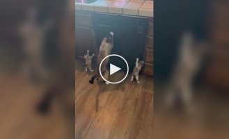 Кошка учит котят точить когти