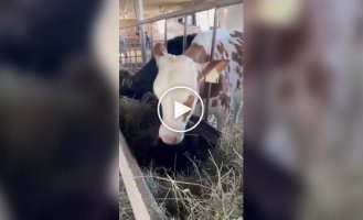 “Waiter, there’s a cat in my salad”: a cow kicked a resting cat out of the hay