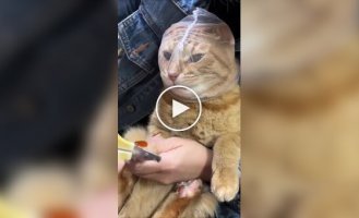 На какие хитрости идут хозяева, чтобы подстричь когти котам