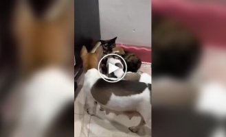 Кошка пригрела щенят
