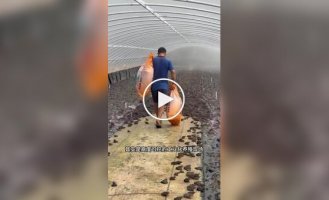 Лягушачьи фермы в Китае