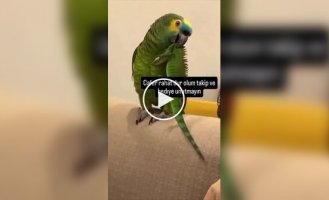 Попугай устроил дома небольшой переполох