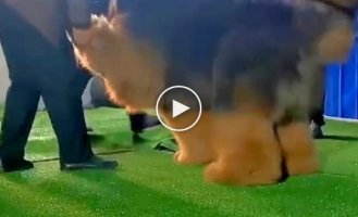 Don't be afraid, he's just playing: a huge Tibetan mastiff