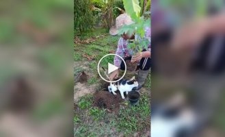 Кішка скористалася ямкою