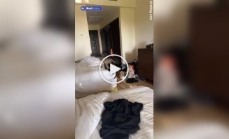 Wild monkeys broke into the room of foreign tourists