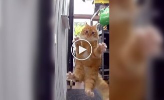 Cat trying to catch a bird
