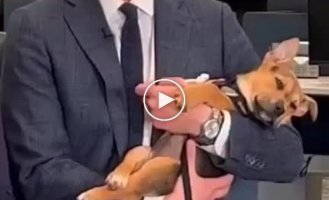 To the big news: the puppy fell asleep on the air
