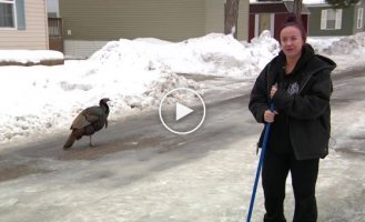 Aggressive turkey terrorizes trailer park residents in Minnesota