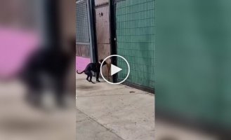 Собачьи отношения на расстоянии