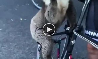 Australian koala approaches cyclists for a drink of water