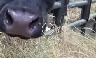 Cow trying to find her lost calf