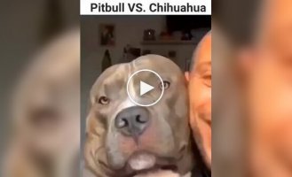 Who is scarier: a pit bull or a chihuahua?