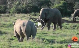 Слон показал носорогу кто здесь главный