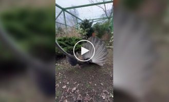 Брачный танец фазана