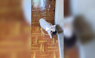 Cats mix up their kittens