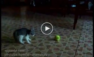 Котенок и мячик