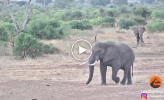 Мама-носорог попыталась атаковать слона, защищая своего детеныша