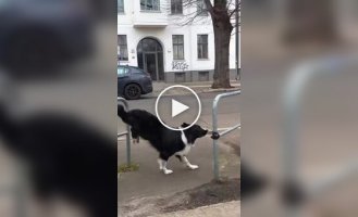 Dog parkour