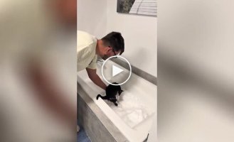 Cats react to a bathtub with snow