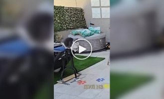 A cat made the longest in the world jump